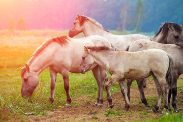 herd of wild horses on the meadow at sunset