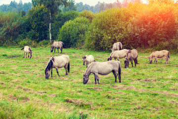Naklejka na ściany i meble herd of wild horses on the meadow at sunset