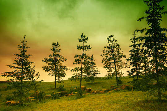 Landscape with pine trees and dramatic sky at sunset