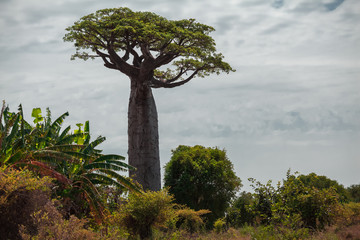 Fototapeta na wymiar Baobab tree. Madagascar