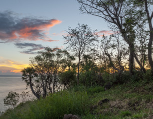 Trees on the coast