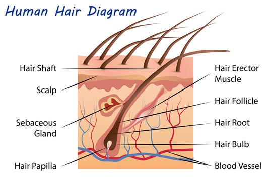 Hair Anatomy A strand of strength and flexibility  Essentique