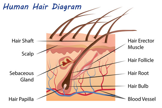 Human hair diagram on sale