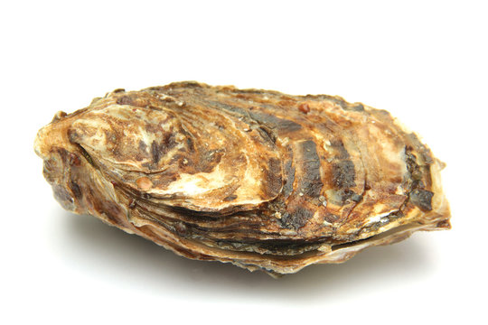 huitres 30122015