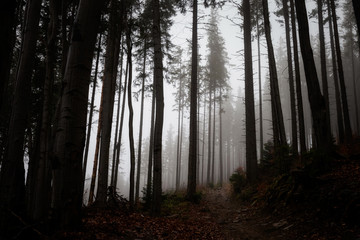 Naklejka premium Beautiful foggy Beskidy mountains landscape