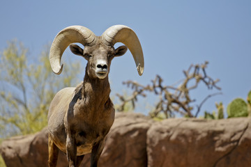 big horn sheep closeup