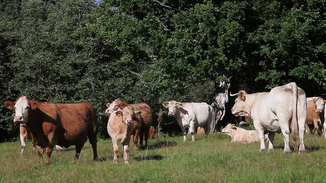 Many cows and calves grazing in pasture. Beef cattle herd. Different breeds of cattle.