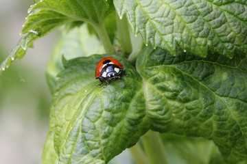 Ladybug