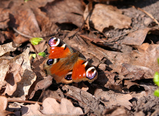 Peacock butterfly - Aglais io