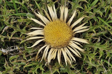 Cardo