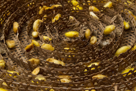 Silk worms nest in bamboo basket