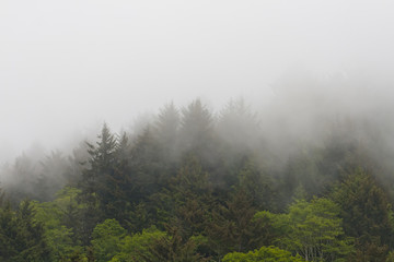 mist hugging the trees on mountain side