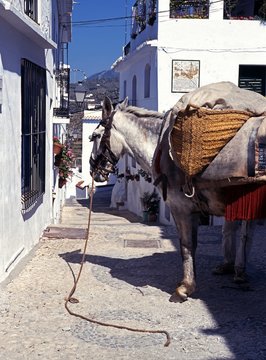 Laden donkey in Frigiliana village street.