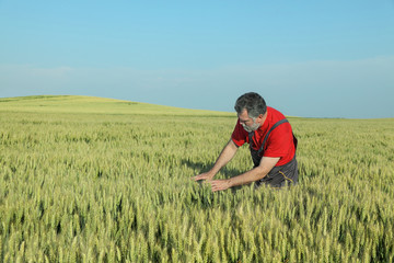 Agriculture, farmer examine wheat field in late spring or early summer