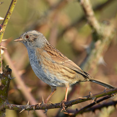 Dunnock, Prunella modularis