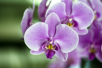 orchidea selvaggia fucsia ai tropici