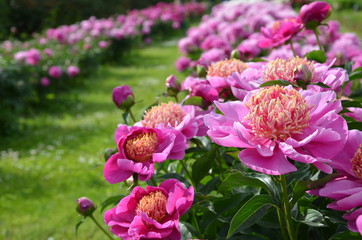 Pink peony flowers 