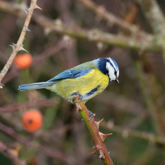 Blue Tit, Cyanistes caeruleus