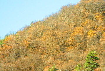 Fototapeta premium Autumn hill landscape