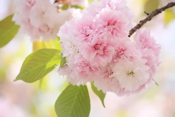 Stickers pour porte Fleur de cerisier Yae Sakura