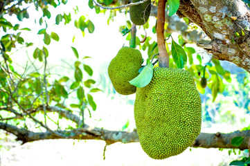  jackfruit