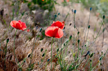 Wild flowers of scarlet poppies in spring Field