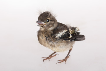 baby bird chaffinch