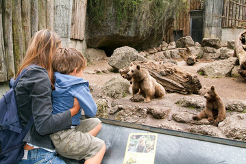 people looking at brown bears in the zoo of Goldau - obrazy, fototapety, plakaty