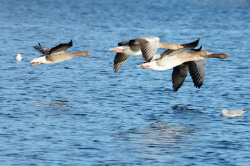 Fototapeta premium Greylag Goose, goose