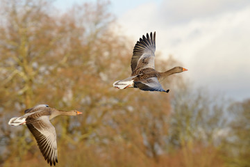 Greylag Goose, goose