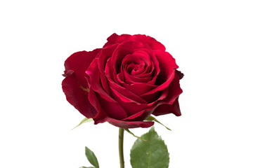 Red Rose Close Up Petals