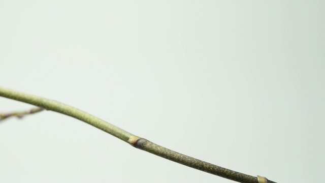 Orchidee, geschlossene Bl&uuml;tenknospen