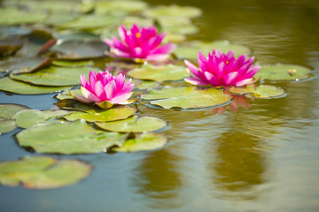 Розовые кувшинки в пруду