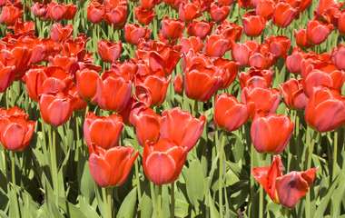 Flowerbed with red tulips