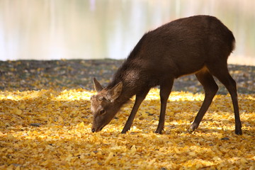 Fototapeta premium 奈良の鹿－秋－