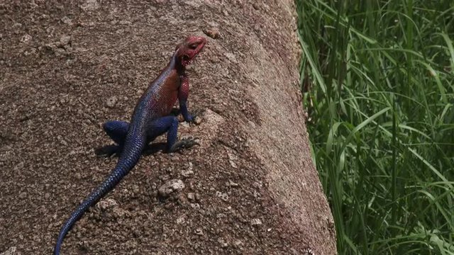 Mwanza Agama sunbathing on a rock