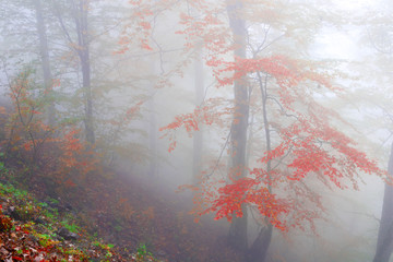 Beech forest in autumn on the slopes of the Carpathians