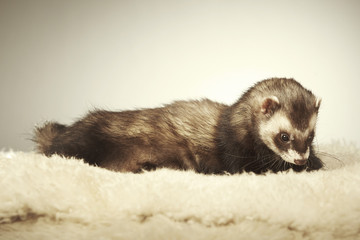 Ferret male portrait in studio on fur
