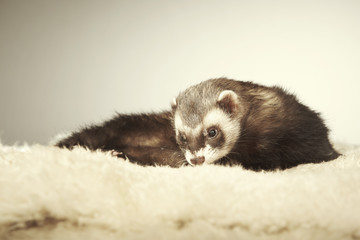 Ferret male portrait in studio