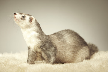 Nice silver ferret portrait in studio