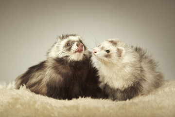 Fototapeta na wymiar Two angora ferrets in studio on fur