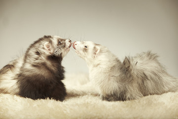 Two angora ferrets in studio on fur