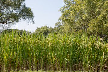 Rice field in farmland.