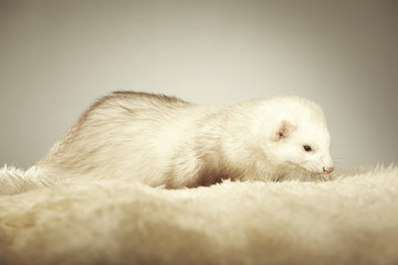 White ferret portrait in studio