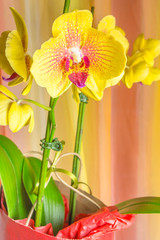 Fototapeta na wymiar orchidée papillon jaune, phalaenopsis