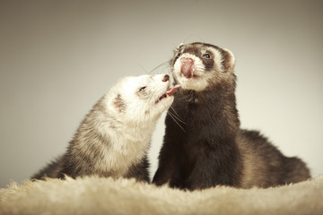 Licking ferret couple in studio