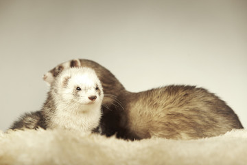 Ferret couple in studio