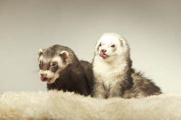 Nice ferret couple in studio