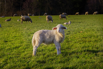 Fototapeta premium Schaf Lamm