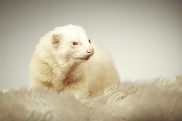 Red eyed albino ferret portrait in studio